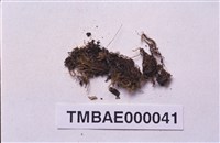 藏品(狹葉小珠苔)的圖片